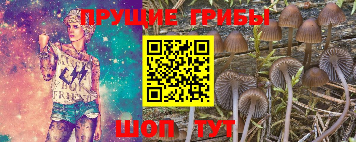 Псилоцибиновые грибы Psilocybine cubensis  Вход с VPN  Нижний Новгород 